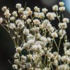 Baby’s Breath Seeds