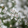 Frost Aster Seeds