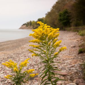 Goldenrod Seeds