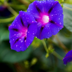 Morning Glory Seeds