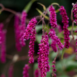 Persicaria Orientalis Seeds