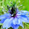 Love-in-a-mist Seeds