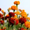 Marigold Seeds
