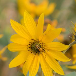 Maximilian’s Sunflower Seeds