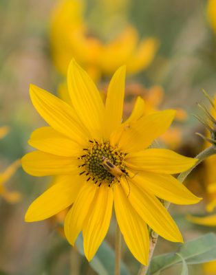 Maximilian’s Sunflower Seeds