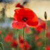 Red poppies Seeds