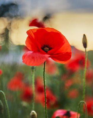 Red poppies Seeds