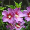 Rose of Sharon Seeds
