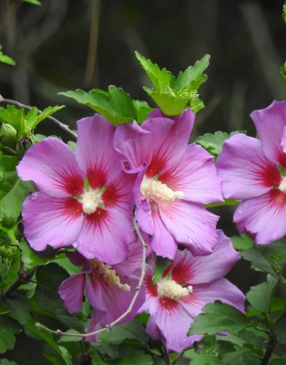 Rose of Sharon Seeds