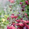 Orpine Seeds