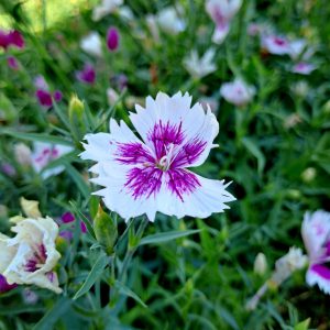 Sweet William Seeds