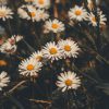 Daisies Seeds