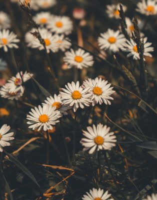 Daisies Seeds