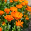 Calendula Seeds