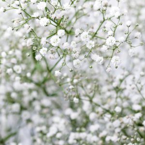 Baby’s Breath Seeds