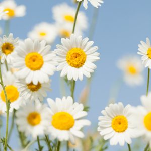 Chamomile Seeds