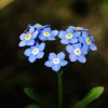 Chinese forget-me-not Seeds