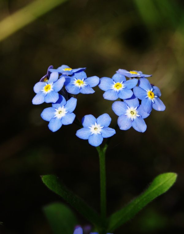 Chinese forget-me-not Seeds