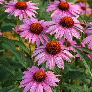 Coneflower Seeds