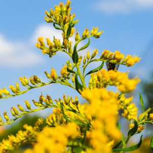 Goldenrod Seeds