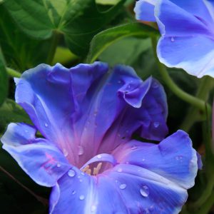Morning Glory Seeds