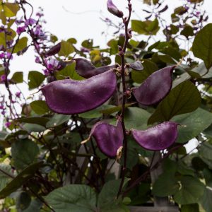 Hyacinth Bean Seeds