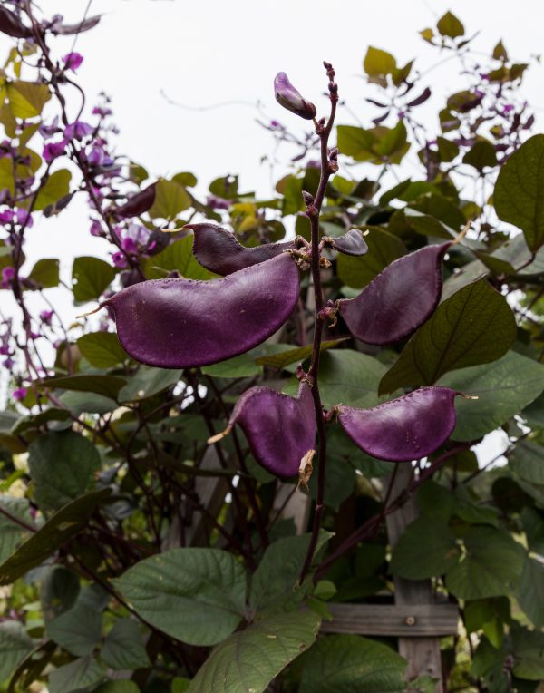 Hyacinth Bean Seeds