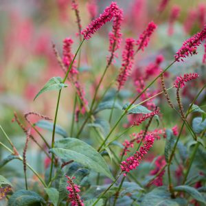 Persicaria Orientalis Seeds