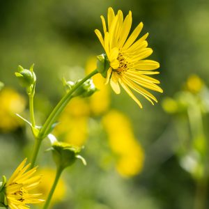 Maximilian’s Sunflower Seeds