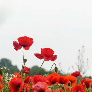 Red poppies Seeds