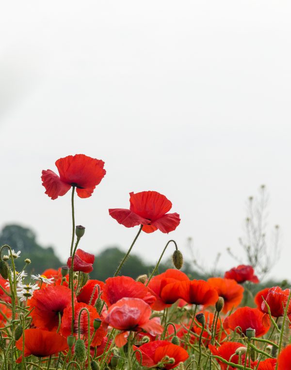 Red poppies Seeds