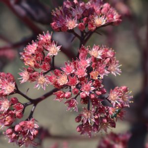 Orpine Seeds