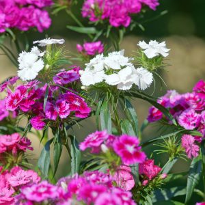Sweet William Seeds