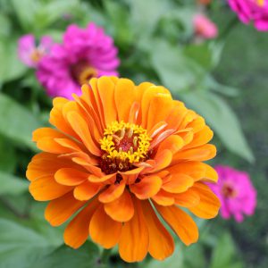 Zinnia Seeds