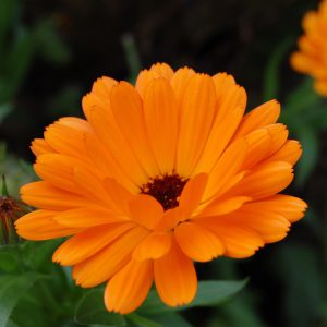 Calendula Seeds
