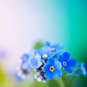 Chinese forget-me-not Seeds