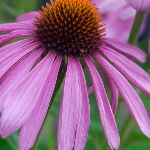 Coneflower Seeds