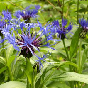 Bachelor Button Seeds