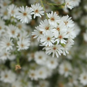 Frost Aster Seeds
