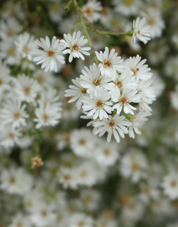 Frost Aster Seeds