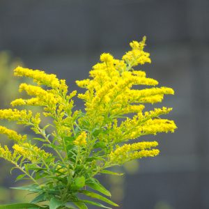 Goldenrod Seeds