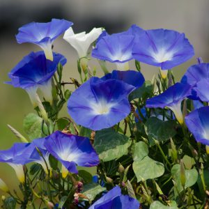 Morning Glory Seeds