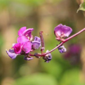 Hyacinth Bean Seeds
