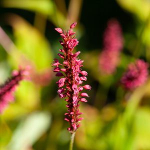 Persicaria Orientalis Seeds