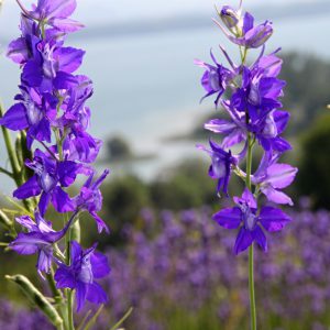 Larkspur Seeds