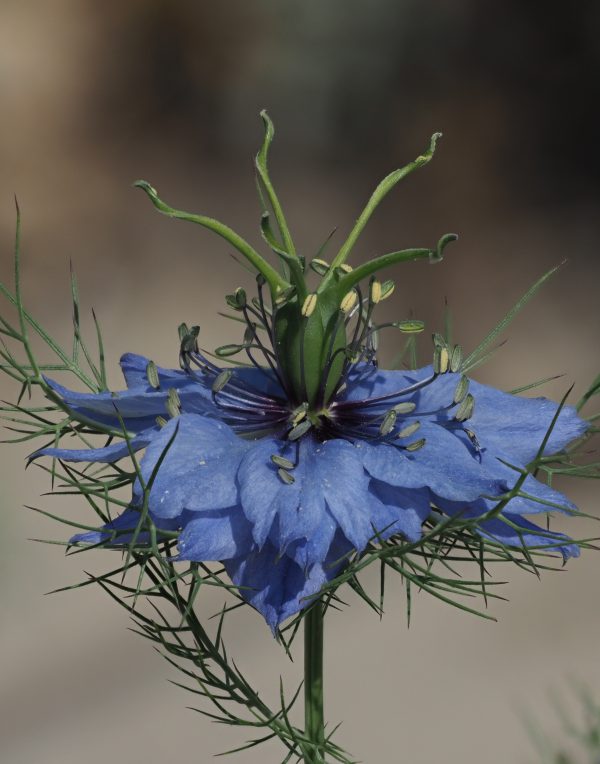 Love-in-a-mist Seeds