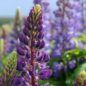 Lupine Seeds
