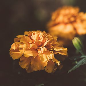 Marigold Seeds