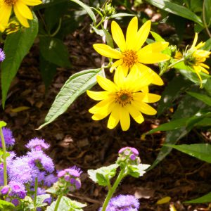 Maximilian’s Sunflower Seeds