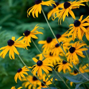 Black Eyed Susan Seeds
